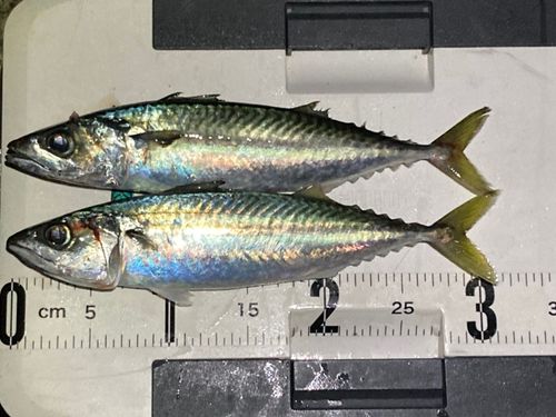 サバの釣果