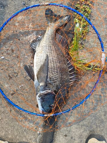 クロダイの釣果