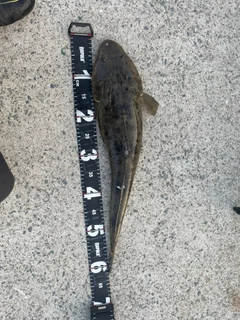 マゴチの釣果