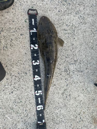 マゴチの釣果