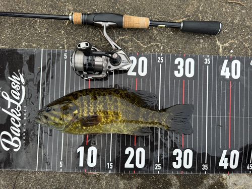 スモールマウスバスの釣果