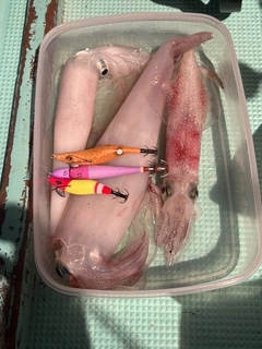 ケンサキイカの釣果