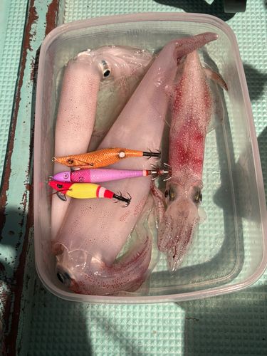 ケンサキイカの釣果