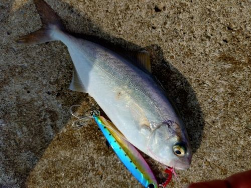 ネリゴの釣果