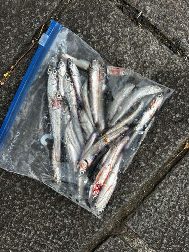 カタクチイワシの釣果