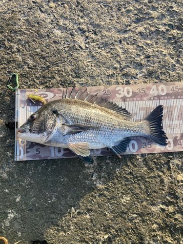 チヌの釣果