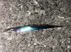 タチウオの釣果