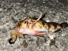 カサゴの釣果