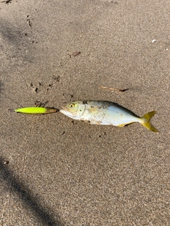ツバスの釣果