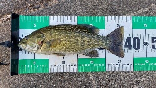 スモールマウスバスの釣果