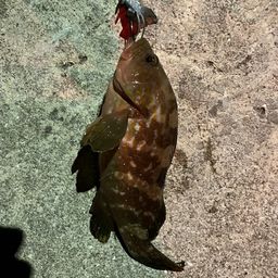 アコウ