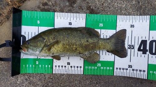スモールマウスバスの釣果