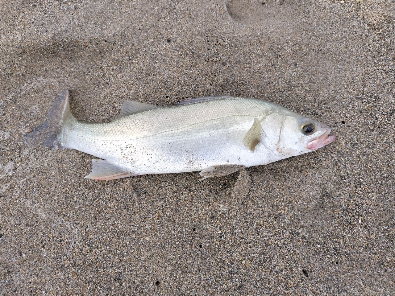 セイゴ（タイリクスズキ）