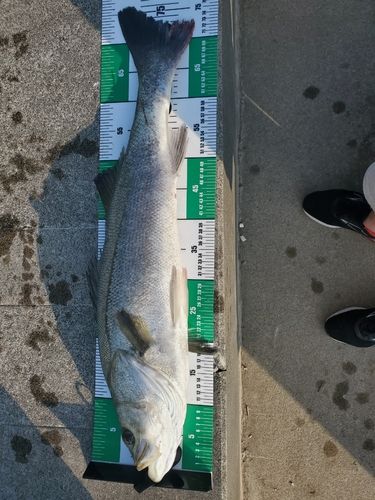 スズキの釣果
