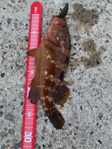 キジハタの釣果