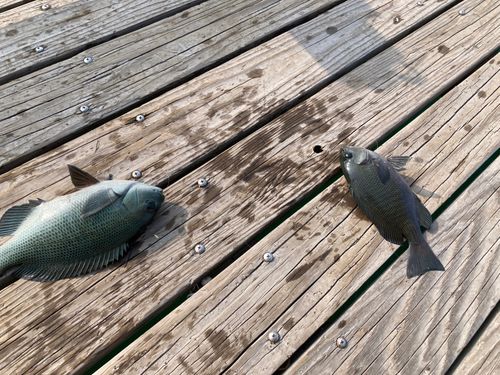 メジナの釣果
