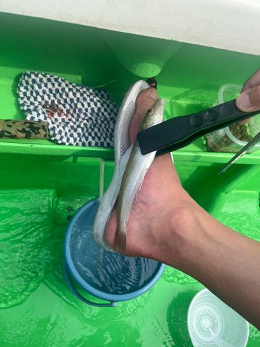 シロギスの釣果