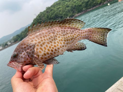 オオモンハタの釣果