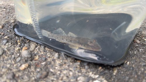 ウロハゼの釣果