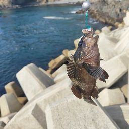 ムラソイ