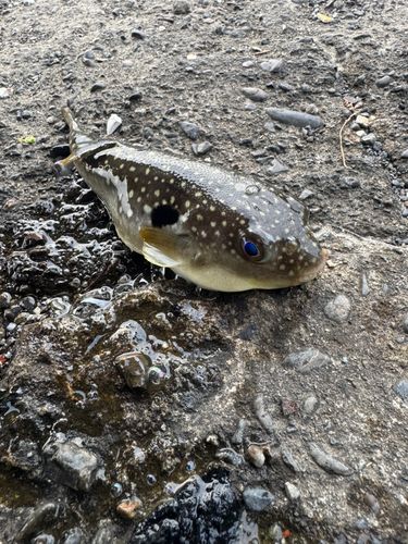 クサフグの釣果
