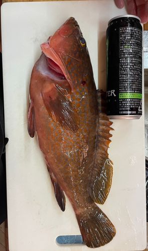 キジハタの釣果