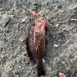 オオモンハタ