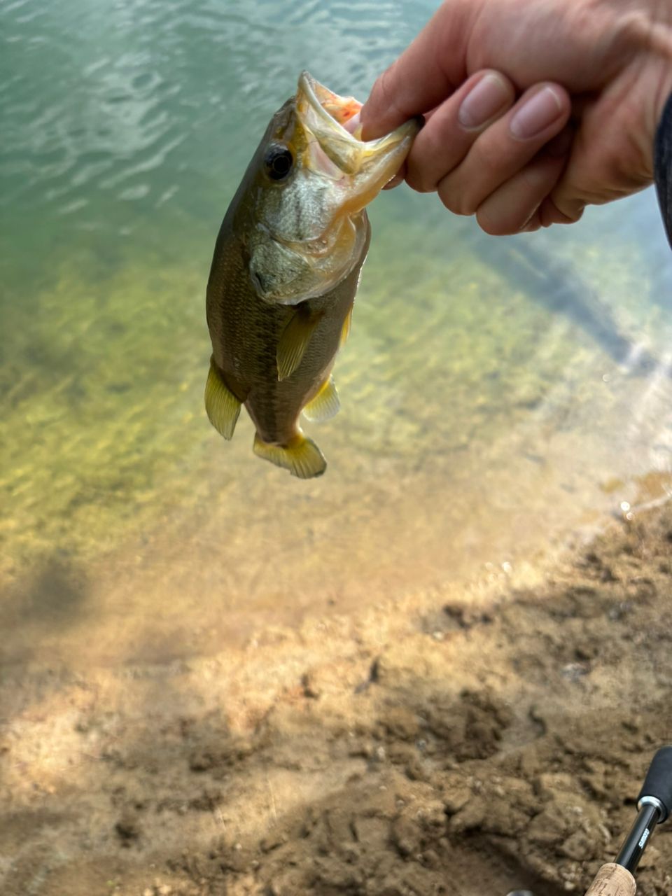 ラージマウスバス