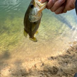 ラージマウスバス