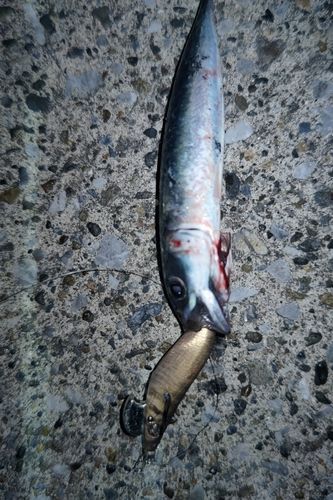 サバの釣果