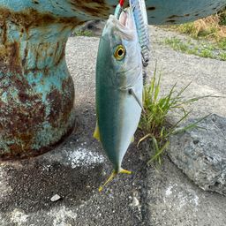 ハマチ