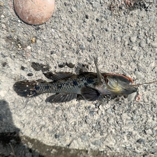 ウロハゼの釣果