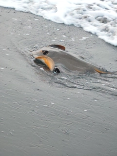 アカエイの釣果