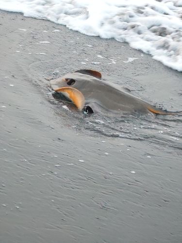 アカエイの釣果