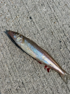 シロギスの釣果