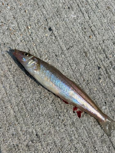 シロギスの釣果