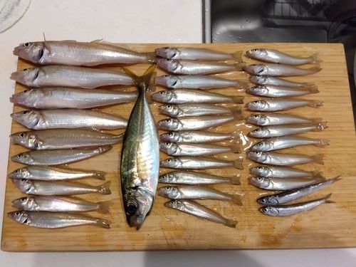 キスの釣果