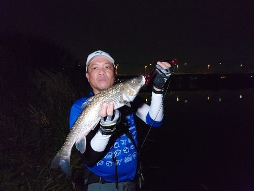 ウグイの釣果