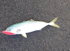 ワカシの釣果