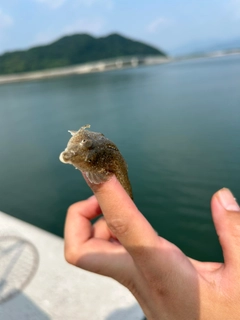 ネズミゴチの釣果