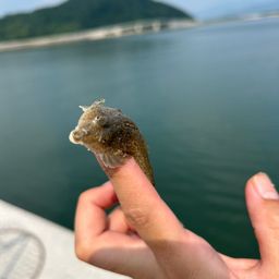 ネズミゴチ