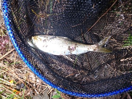 コノシロの釣果
