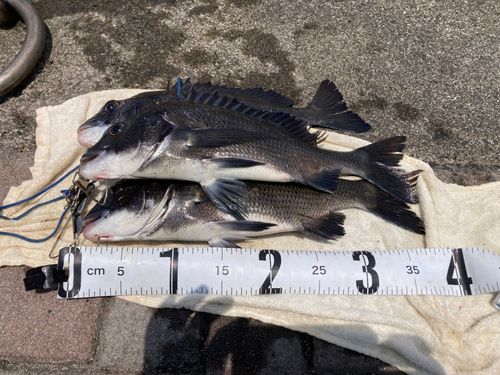 クロダイの釣果