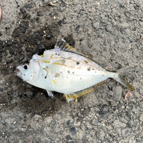 ヒイラギの釣果