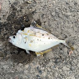 ヒイラギ