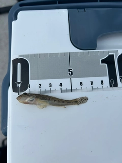 アナハゼの釣果