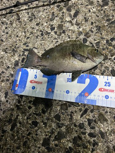 グレの釣果
