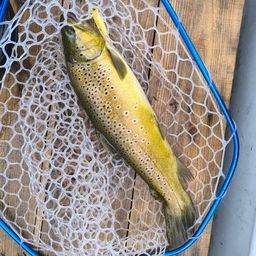 ブラウントラウト