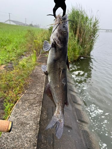アメリカナマズの釣果