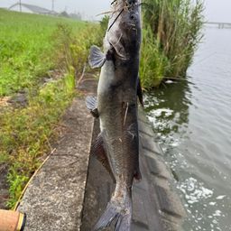 アメリカナマズ